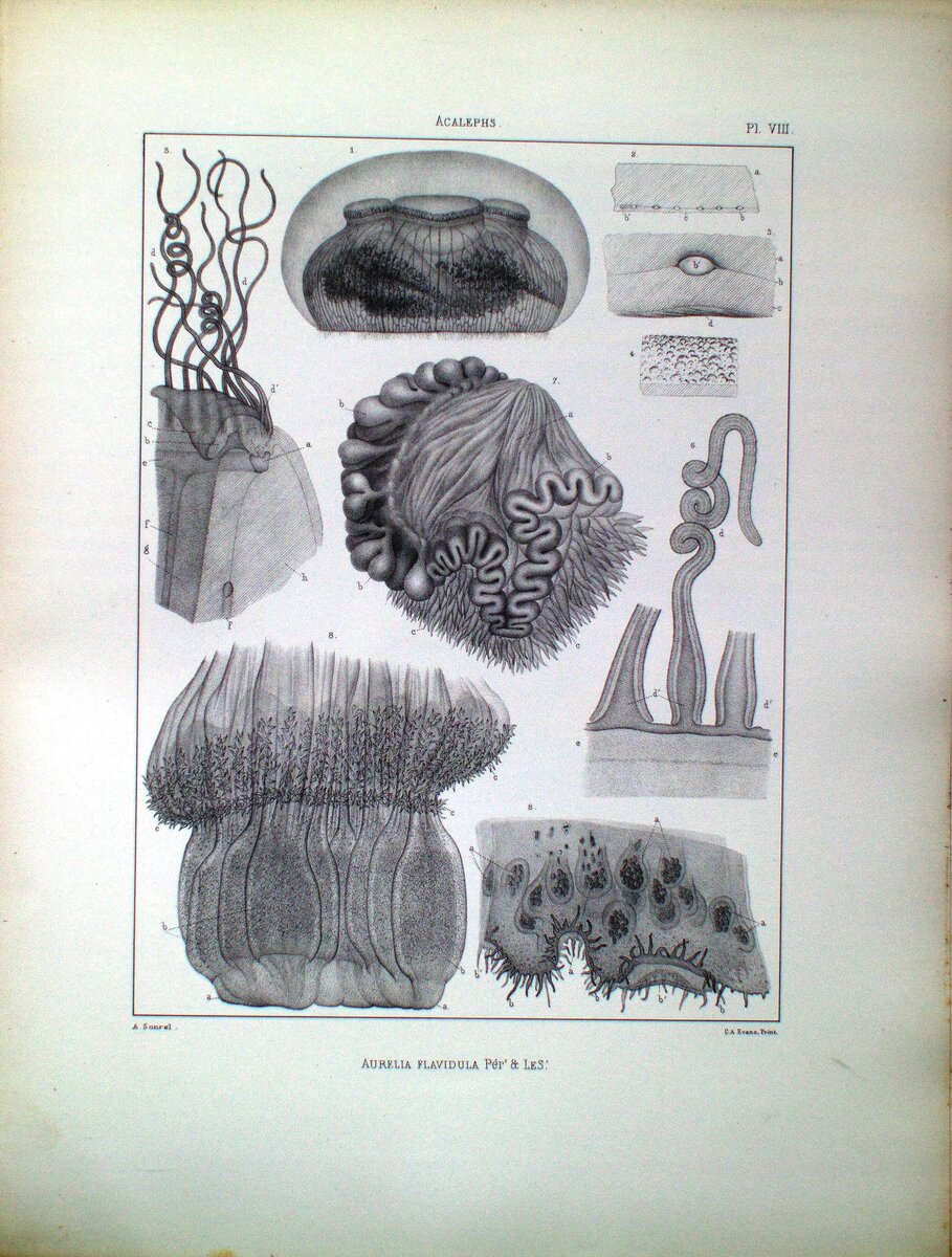  Гравюра с кубомедузами фото из открытых источников flickr.com 