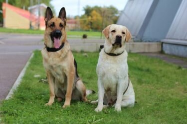 Зигмунд и Фрейд