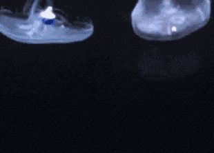 Слабый ток в размере 10 mW позволяет медузам компенсировать, и даже превысить энергозатраты на передвижение. Источник изображения: Nicole Xu , John Dabiri / Science Advances, 2020