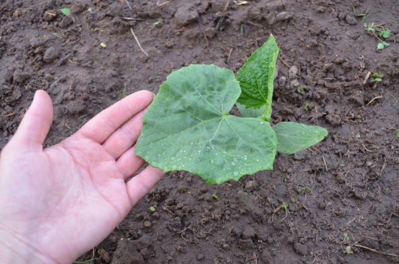 Огурцы растут в теплице.