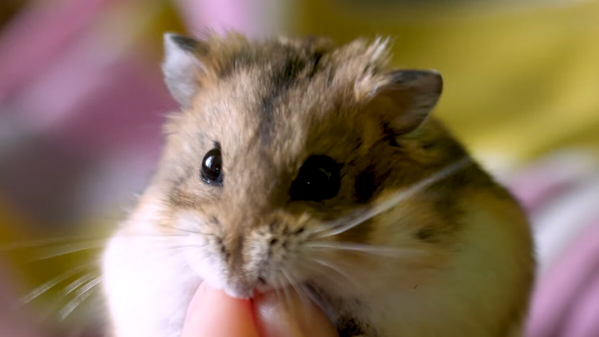 Джунгарский хомяк