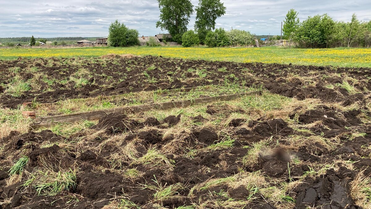 В густой траве обнаружилась наша грядка с земляникой.