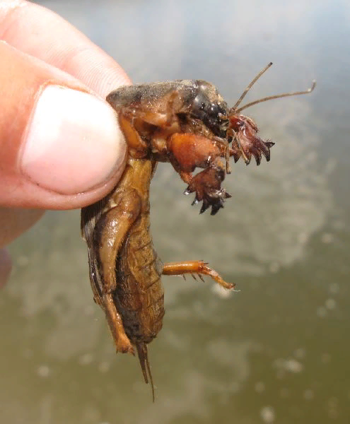 Капустянка медведка. Медведка в воде. Медведка. Медведка в воде. Обыкновенная медведка летает?.