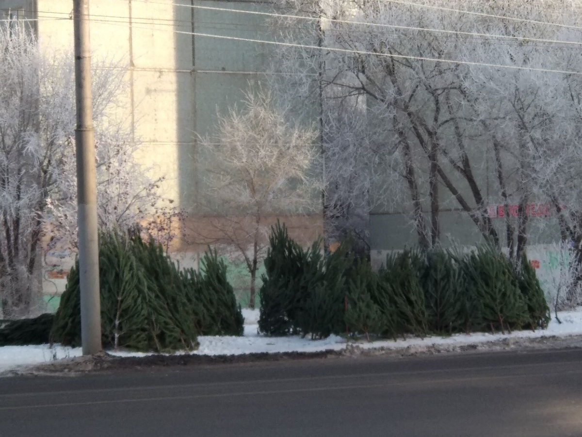 Еловая ярмарка