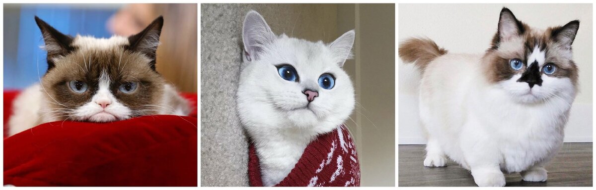 коты-блогеры 