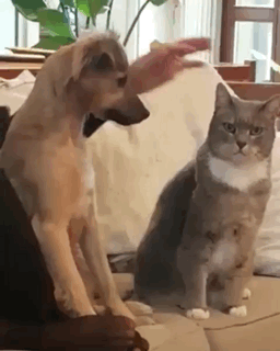 Учимся гладить кота)