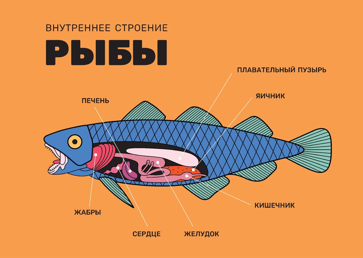 Тема: Подтип Черепные (Сraniata), или Позвоночные