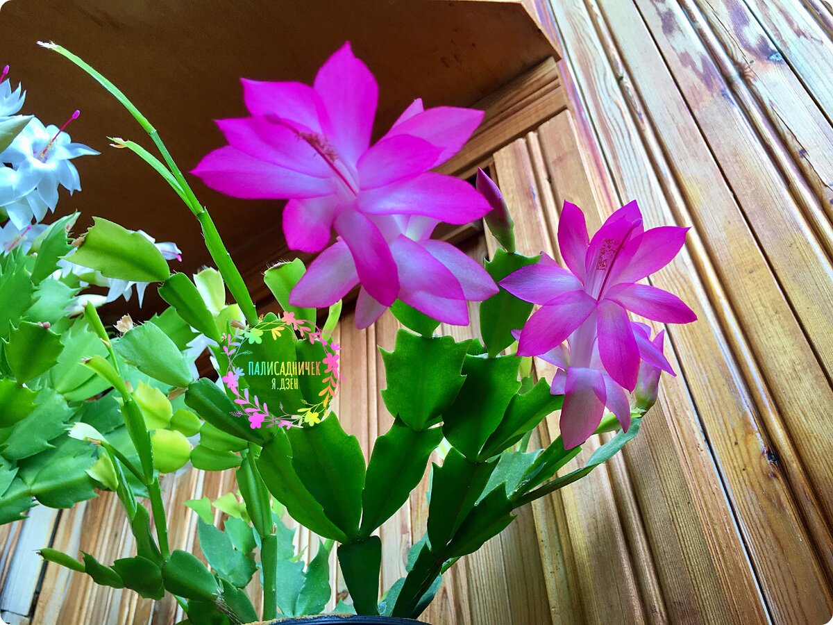 Хотя и здесь вид снизу тоже. Иначе самую красивую часть цветков не показать... Слева от розового — белый немного в кадр влез, чему я почему-то ничуть не удивилась :)