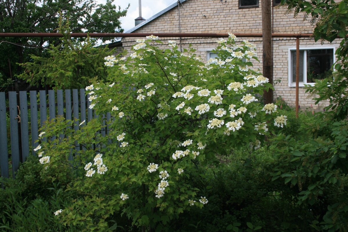 Перед домом растет калина. И много цветов. 
