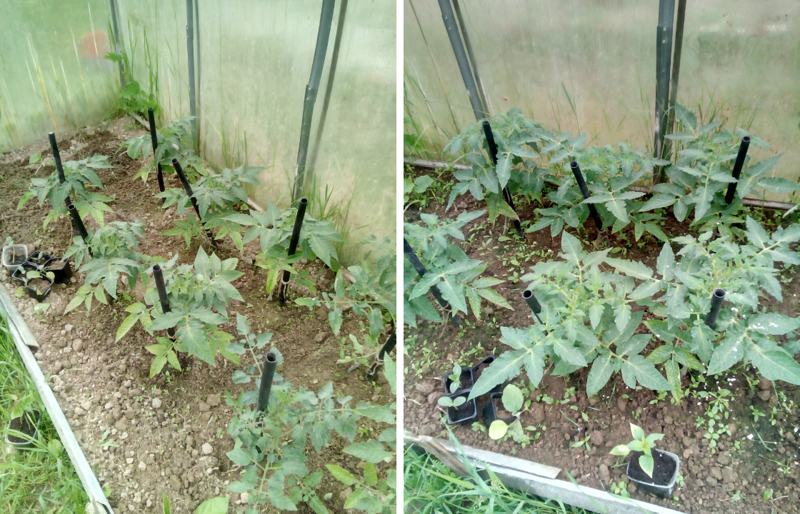 Высаженные и уже подросшие помидоры в теплице