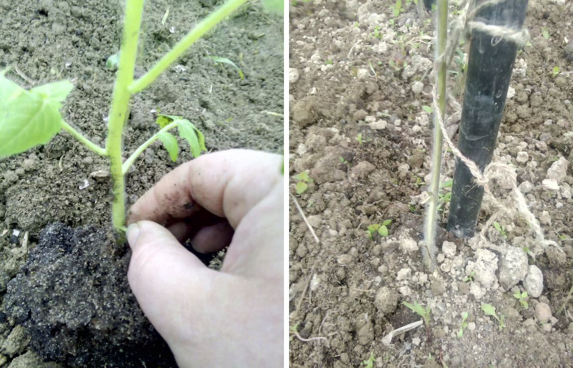 Удаление пасынков и нижних листов 