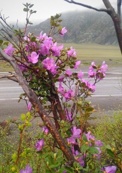 vk.com/terrasiberian