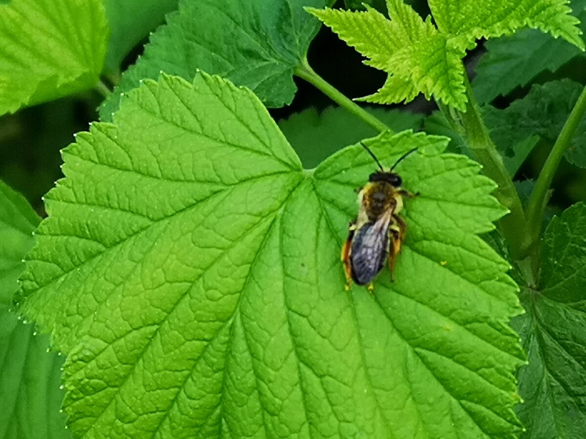 Снова пчела. Личное фото. 