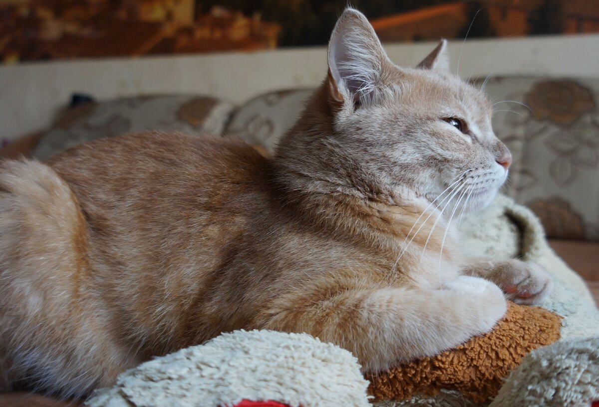 Кот Пуш постигает дзен и древнекотовское знание "как отогнать дементоров"