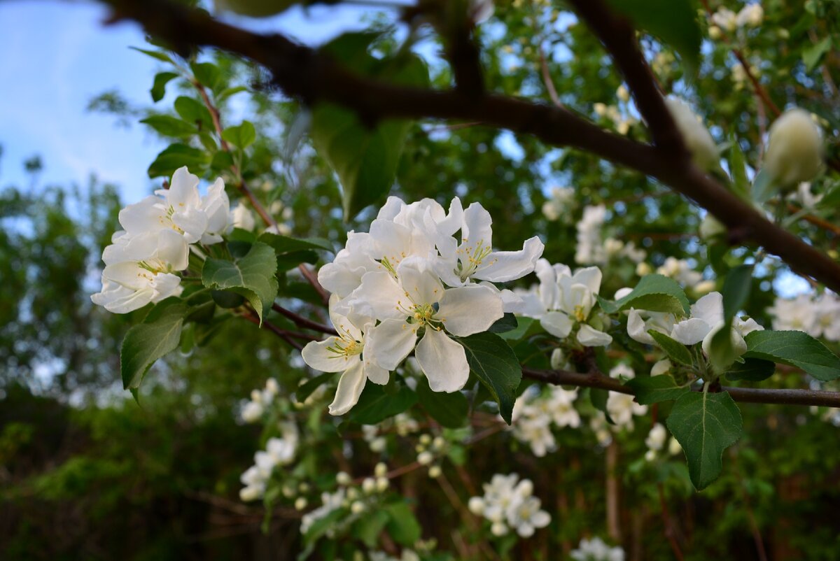 яблоневый цвет не заготавливала пока ни разу