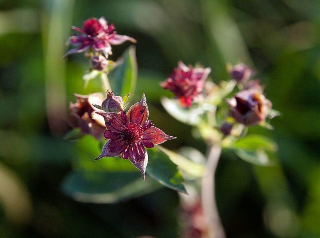 Сабельник болотный