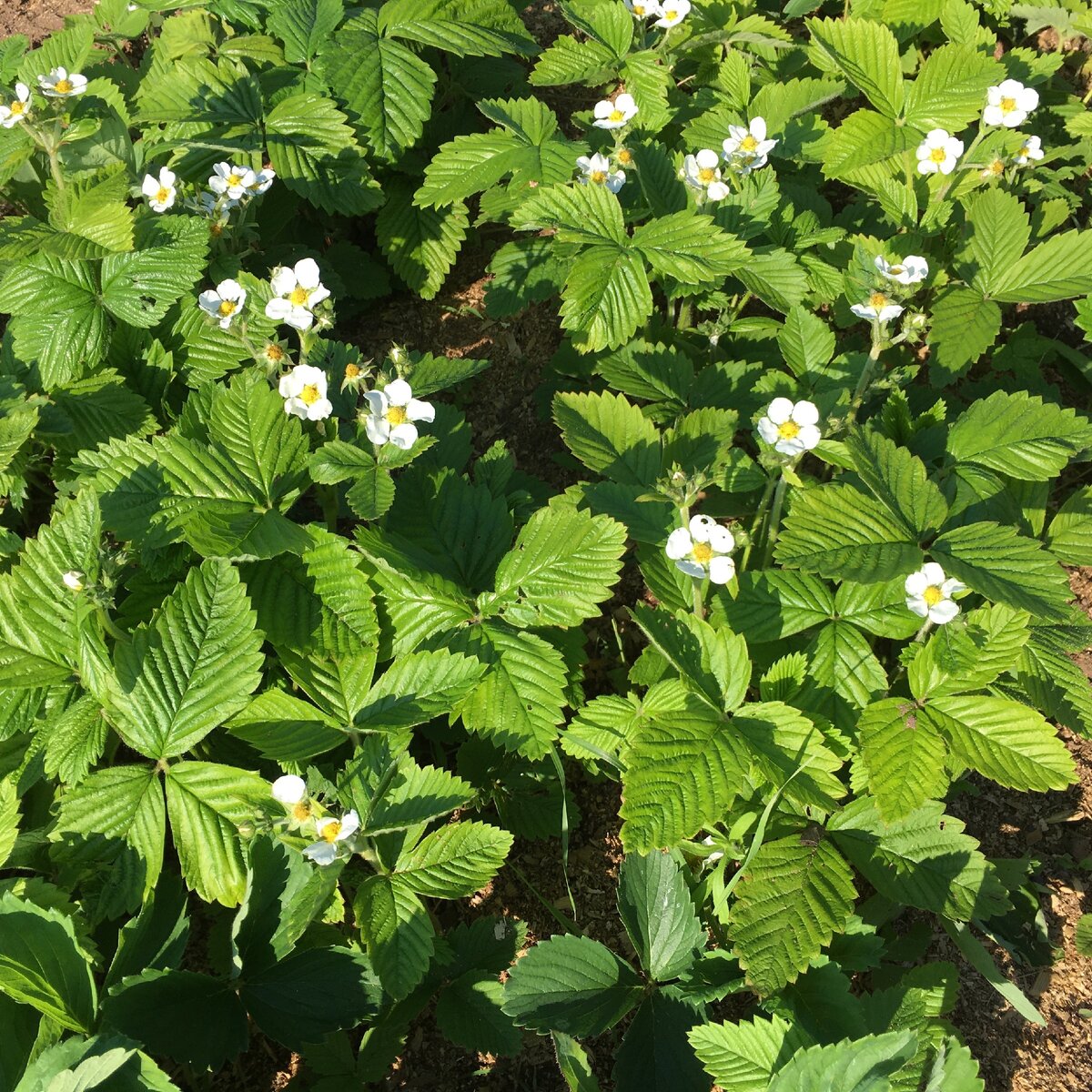 Безымянный соседский сорт. Отличается от остальных более светлой окраской листьев и рифлением. 