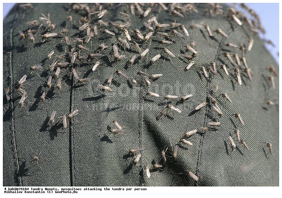 Нападение комаров