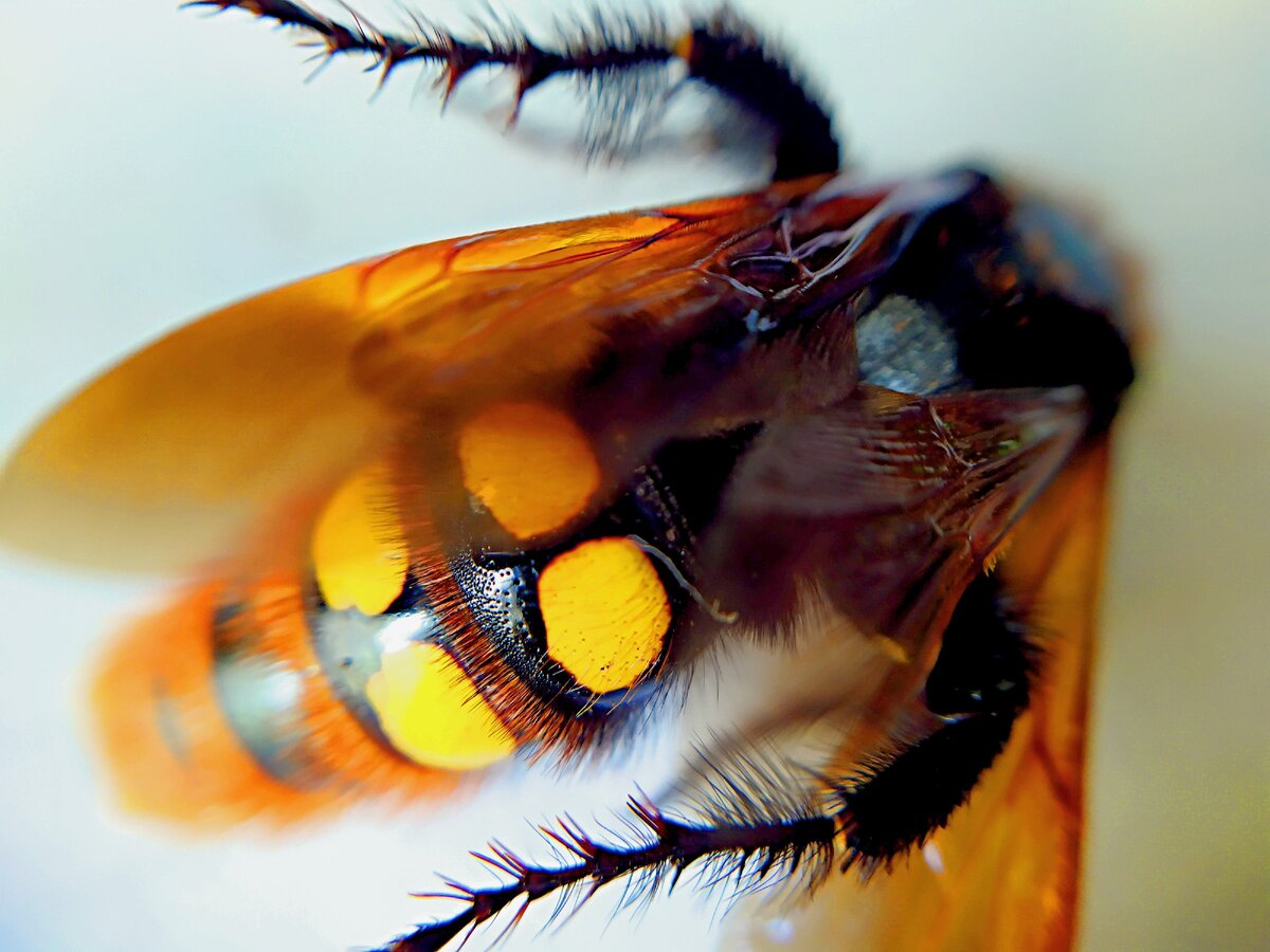 Спецвыпуск Макросъемка насекомых на смартфон: сделал фото осы Сколии крупным  планом. | Заметки натуралиста-садовода | Дзен