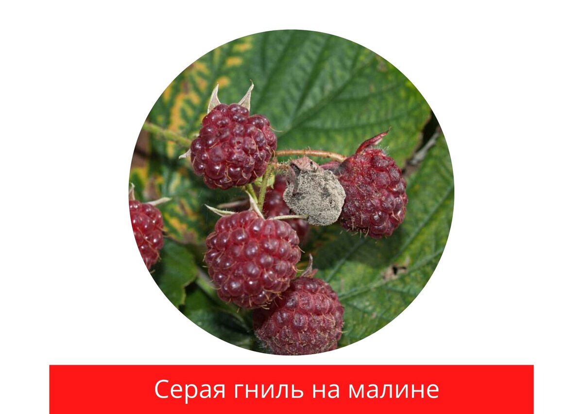 Болезни малины: описание, фото, способы лечения, чем обработать малину от болезн