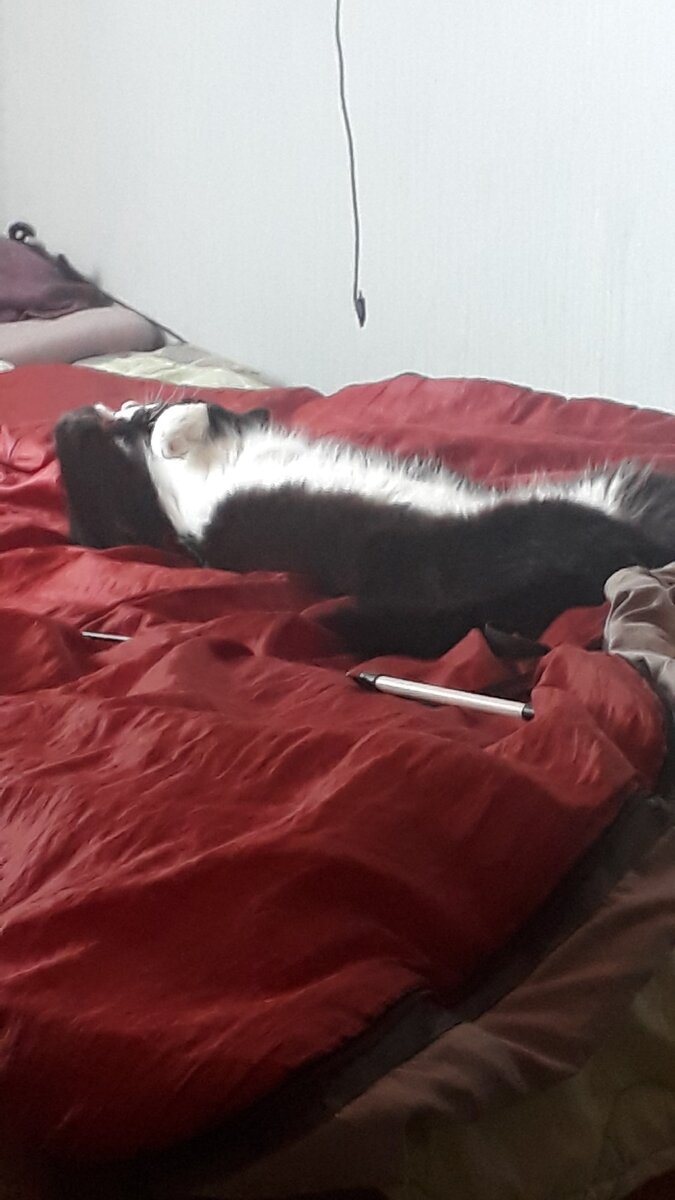 Это Монохром. Второй день у нас кот. 