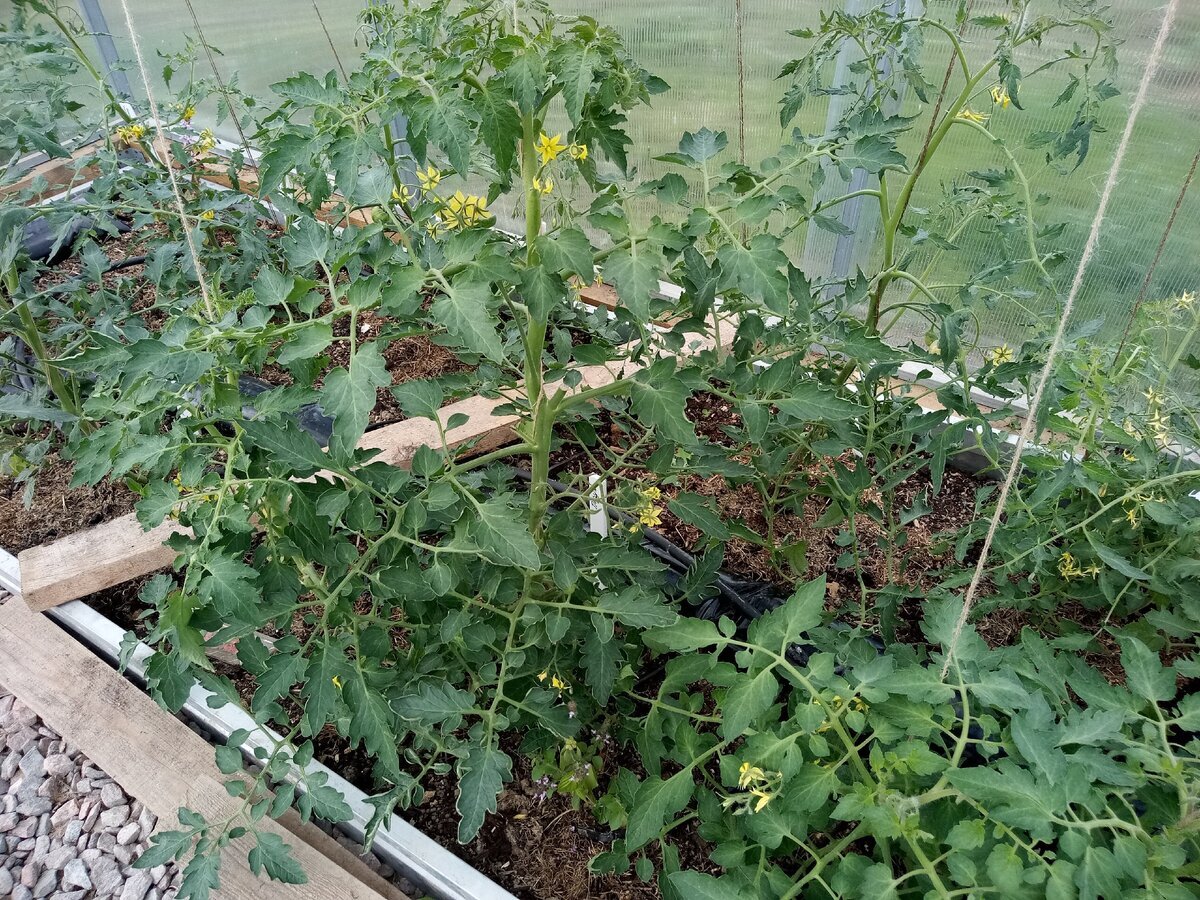 Жирование томатов в теплице фото