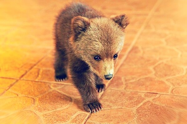 Фото 2. Вот она - "лесная красавица"