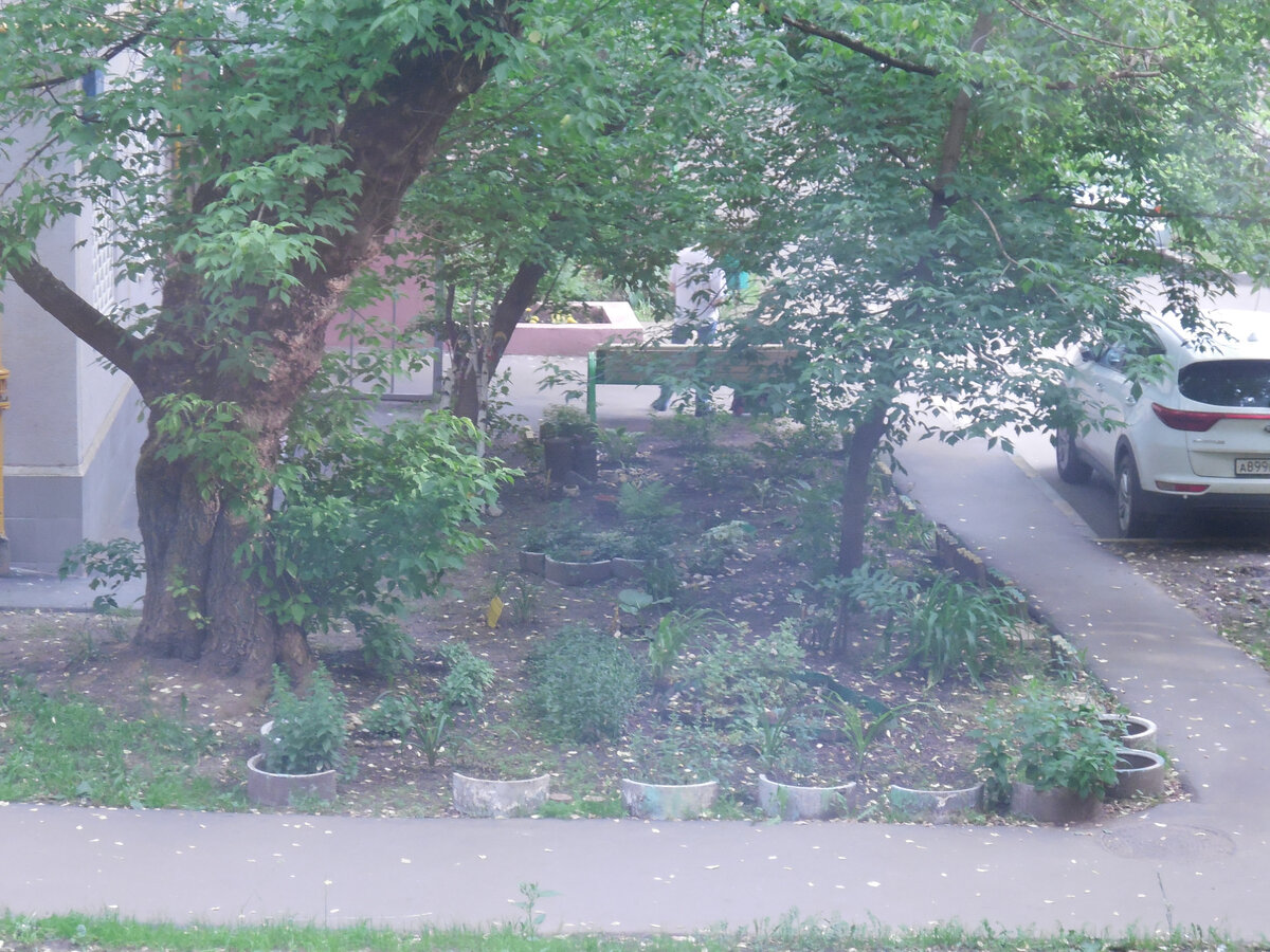 Тот самый цветник. Пока не густо, но по сравнению с прошлым годом видно, что дело идёт на лад. Если бы ещё никто не вредил...