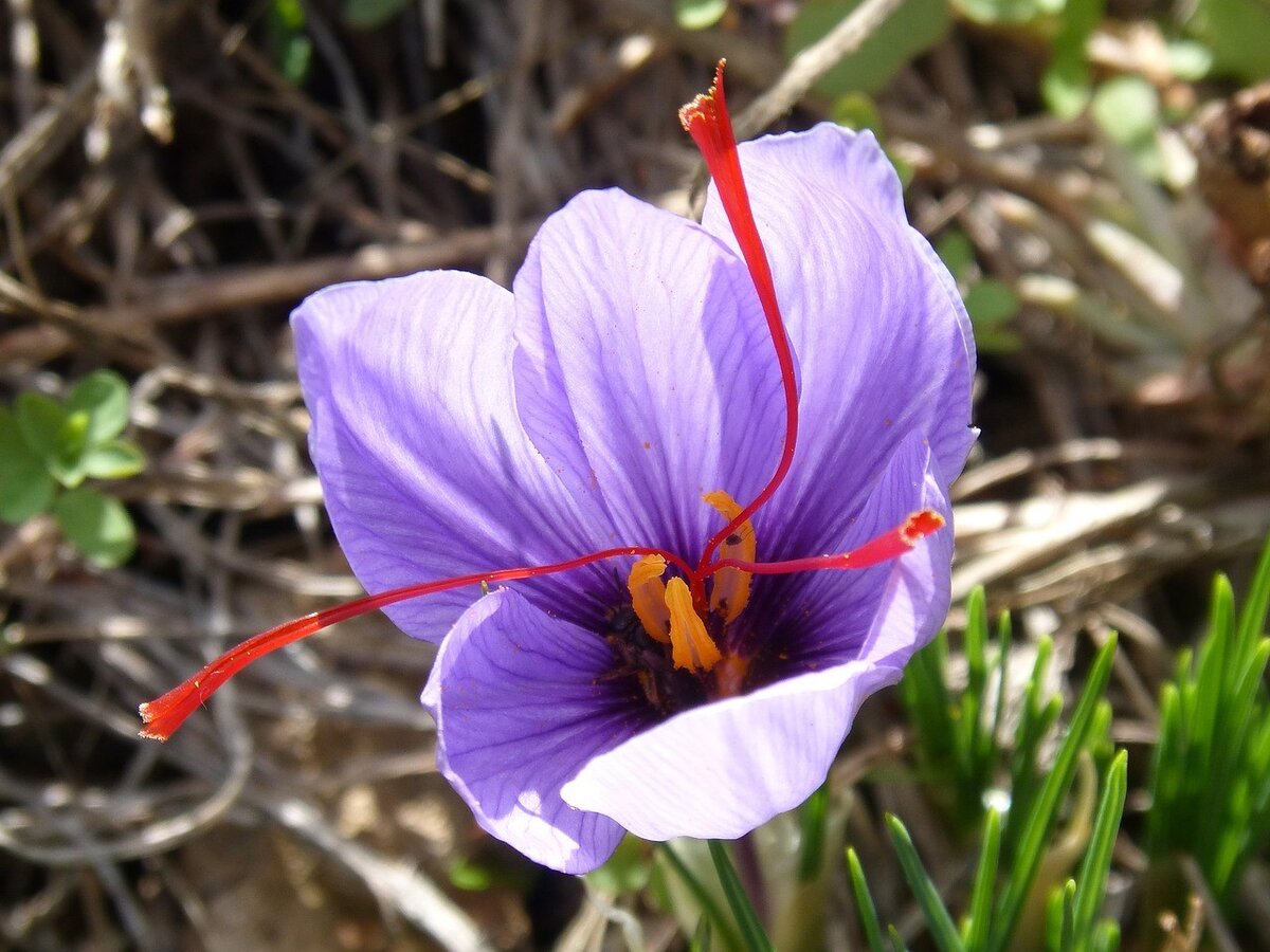Рыльца цветов. Крокус Шафран посевной. Шафран посевной (Crocus sativus). Шафран специя Крокус. Крокус Шафран цветок.
