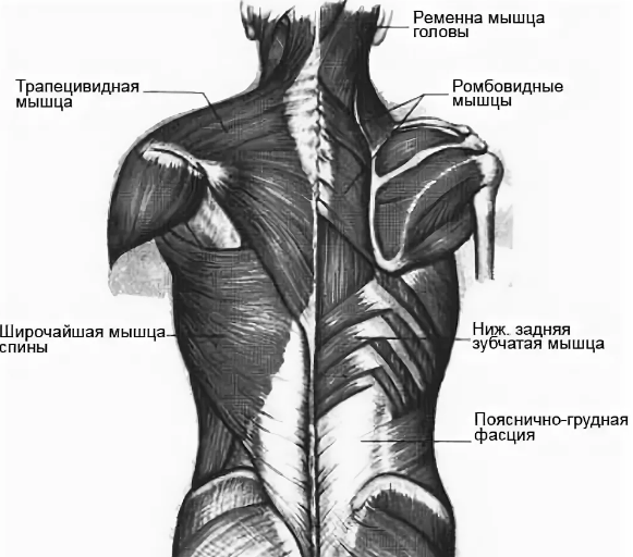 Мышцы спины для массажа человека схема с названиями и описанием