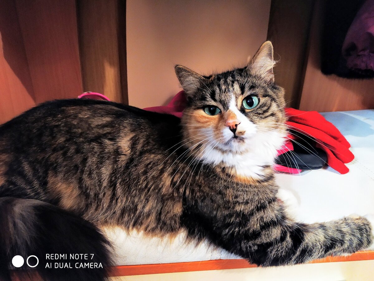 Кошка по имени Ева. Фото из личного архива. file:///C:/Users/Andre/Desktop/IMG_20200211_191841_1582096166243.jpg
