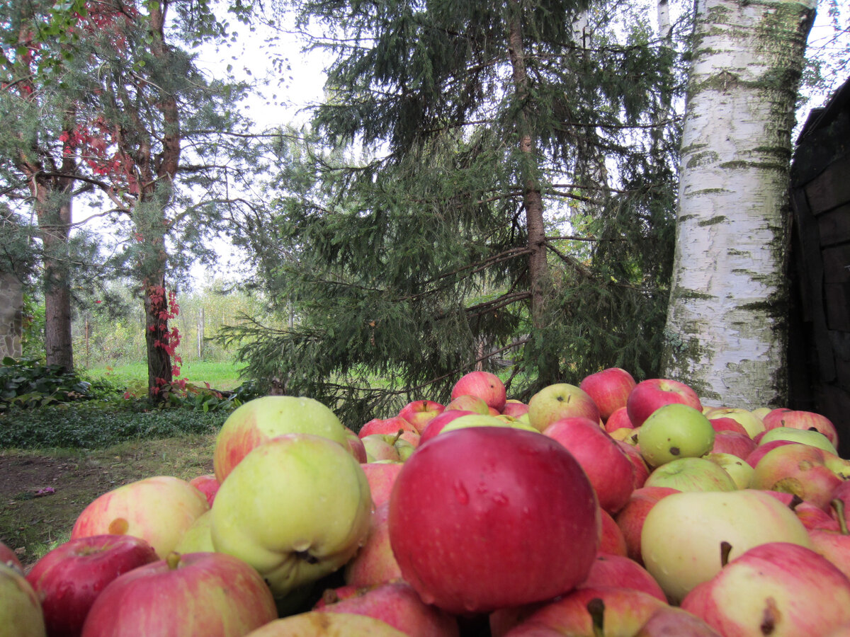 А ёлка тогда была совсем крохотная. Берёза намного тоньше. И сосны мы тогда только посадили... 