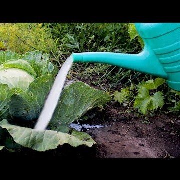 Раствор гашеной извести. Фото из свободного доступа