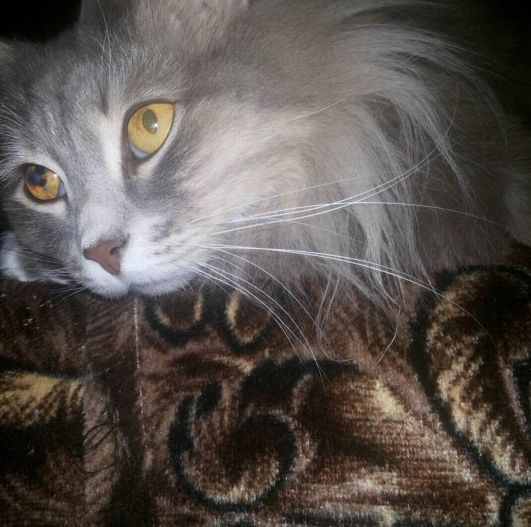 Мой красавчик