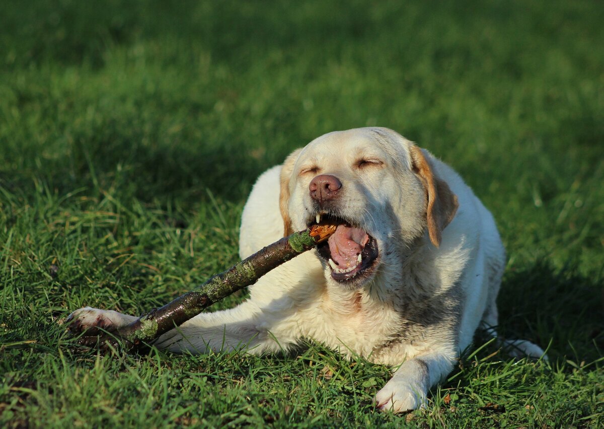 Погрызушки: польза или вред? | Dog People: Собаки и Люди | Дзен