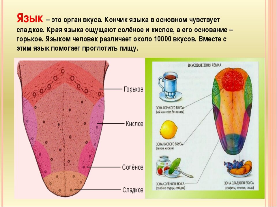 Вкусовые зоны языка рисунок