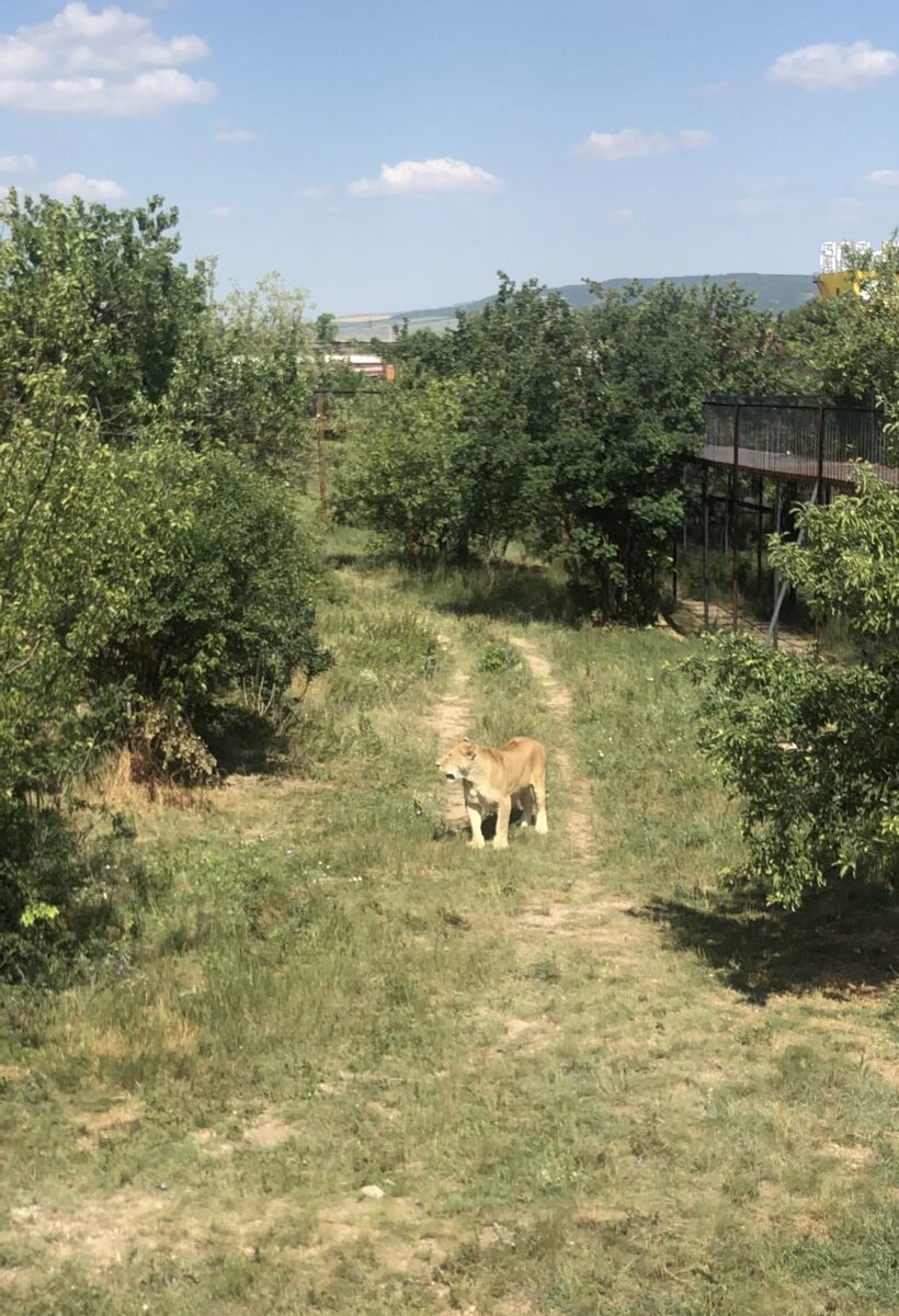 В правом углу, как раз, виден мост для людей.