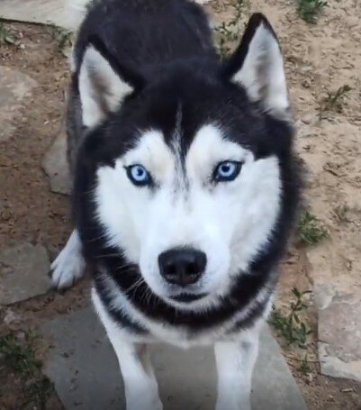 Эта собака не нападает, но страх иррационален