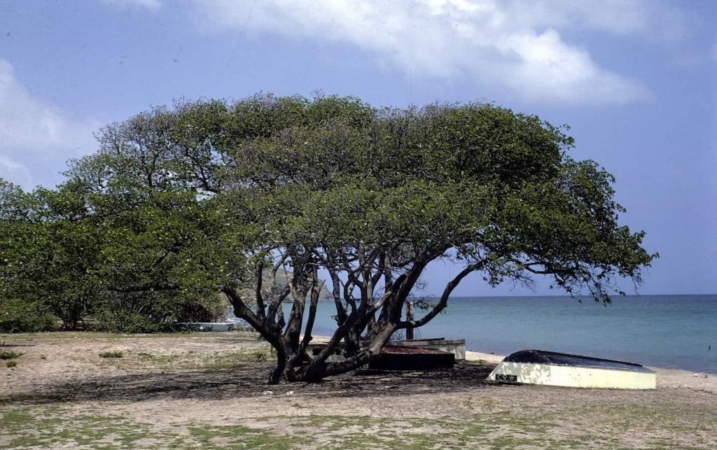 Манцинелла