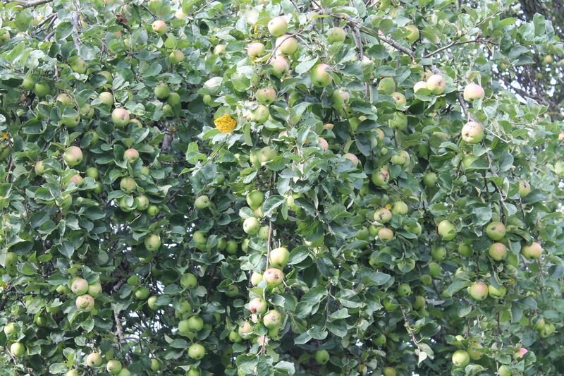 осеннее полосатое созревает