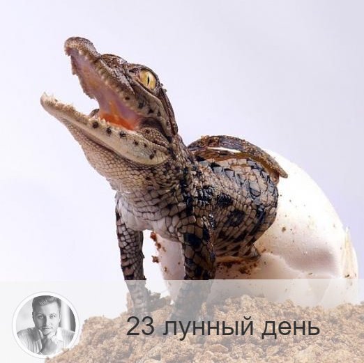 Подписывайтесь на наш канал, друзья!
23-ий лунный день с 23:24 7-ого по 00:50 9-ого. 🐊 Символ дня – крокодил.
🌚 Это один из дней обольщения. Нельзя сердиться, объедаться, стричь ногти и волосы, подвергаться хирургическим операциям. Нельзя есть мясо и рыбу. Полезно либо пост, либо молочная диета. Так же хорошо проводить уборку дома, жечь свечи, чистить огнём свечи помещение.
💊 Хорошо проводить процедуры по укреплению позвоночника.
🎂 Люди, рождённые в этот день, обладает цепкостью, они доводят любое дело до абсолюта, двигаются по жизни как бульдозер.
💍 Камень – нефрит.
📿 Практика дня: очищения дома огнём.
💤 Сны сегодняшнего дня стоит воспринимать с точностью до наоборот, если увидели проблемы — всё будет хорошо, если гармонию — есть вероятность неприятностей.

—————
Хочешь узнать, в чём секрет твоего успеха? Переходи по ссылке и выбирай услугу 👉 numeromagic.ru/uslugi
