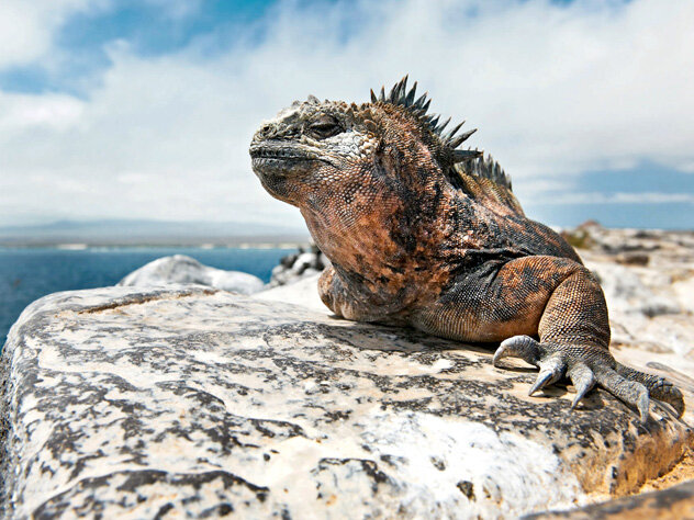 Вот такие красавцы обитают в Эквадоре