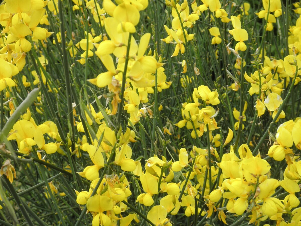 Жёлтые цветы. Фото автора.