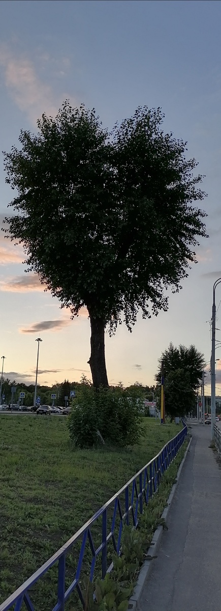 Дерево любви!Лето