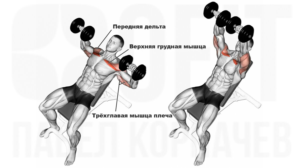 Анатомия  Жим гантелей лежа на наклонной скамье. Листай вправо