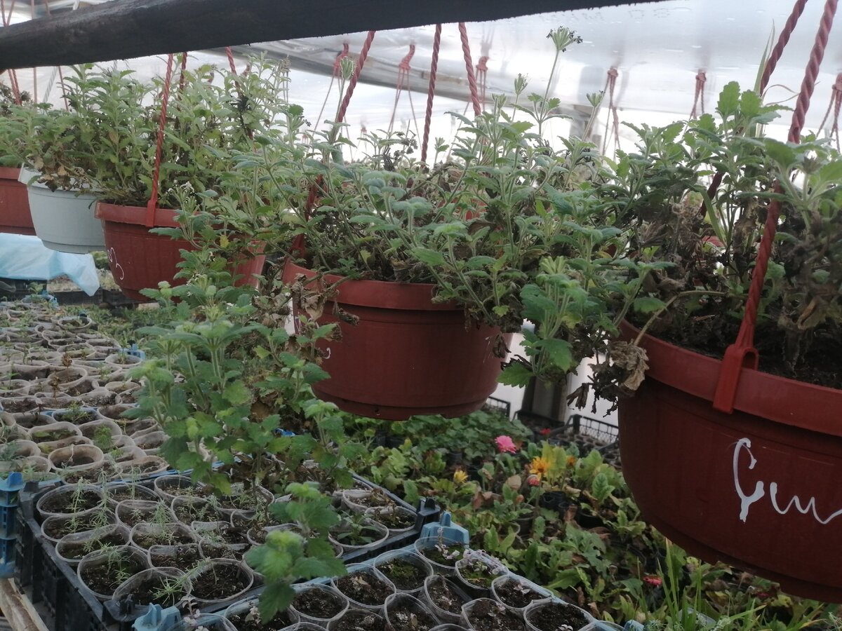 Мои маточники вербены ампельной в декабре