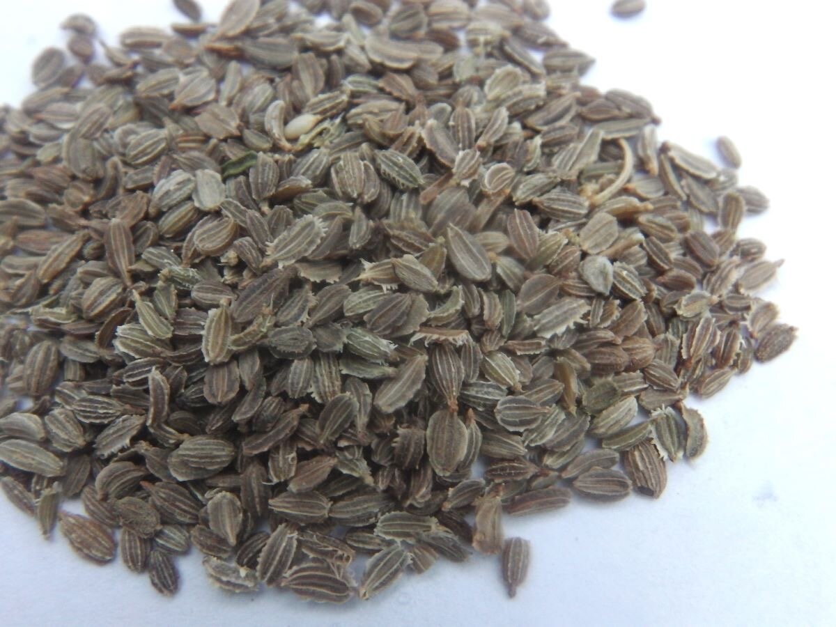 Семена моркови. Фото автора