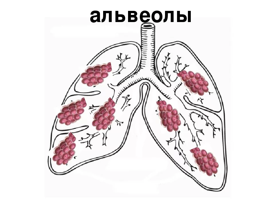 Рисунок альвеолы легких