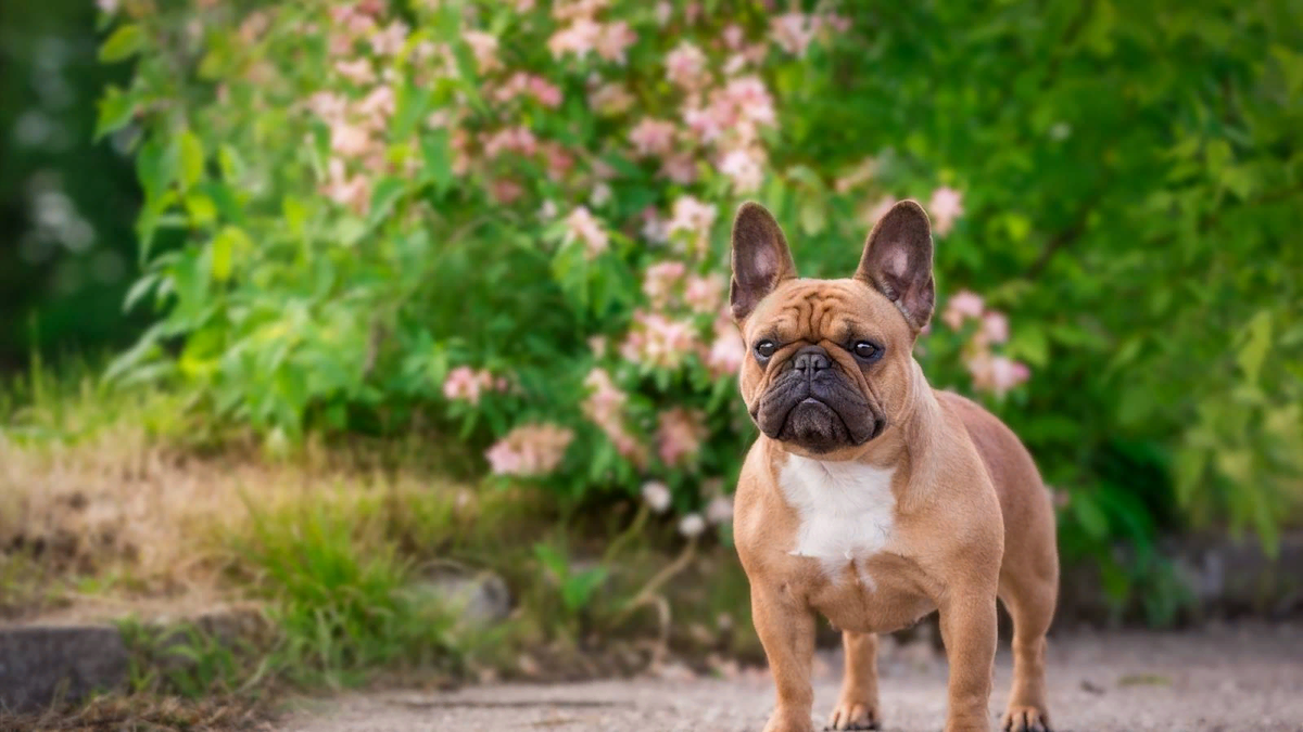 🐶Нормально ли, что собака не лает? Возможные причины | Собачье дело | Дзен