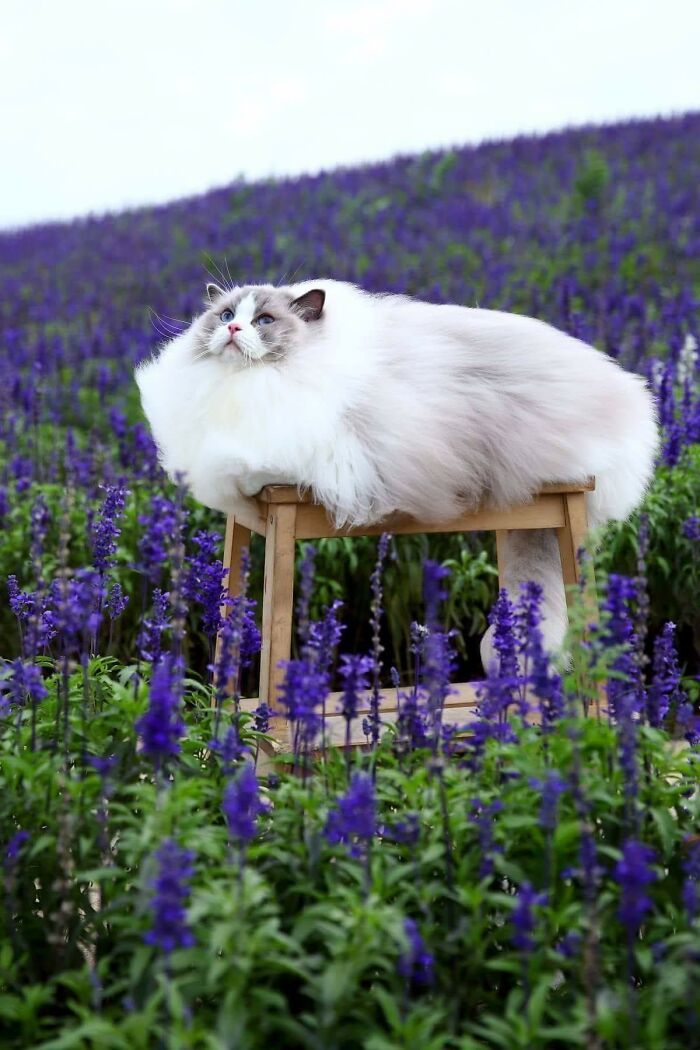 Белое облако с головой и хвостом